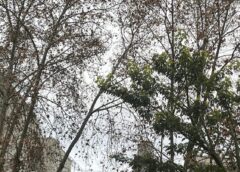 Feriado patrio con clima estable: cómo estará la temperatura este jueves 9 de julio en la región
