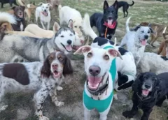 Fieles e incondicionales: el mundo celebra el Día Internacional del Perro