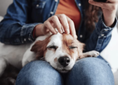 Millones de mascotas sufren en silencio: la epidemia oculta del dolor