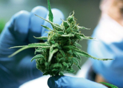 Cannabis: un nuevo proyecto busca la legalización integral de la planta en Argentina