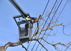 La Plata: Disponen corte por tareas de mantenimiento del arbolado en diagonal 78