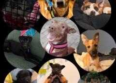 La Voz Patita solicita ayuda para salvar a «Max», un cachorro rescatado que lucha por su vida