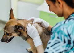 Problemas digestivos, de piel y articulares encabezan las consultas en las veterinarias
