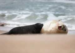 Hito ecológico en la Costa Atlántica: Después de más de tres décadas, nació un elefante marino en las playas de Mar del Plata
